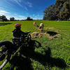 Bowhead Reach Adaptive MTB - Push Mobility