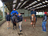 Hippolib V2 Pack - Riding School - Push Mobility