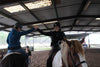 Hippolib V2 Pack - Riding School - Push Mobility